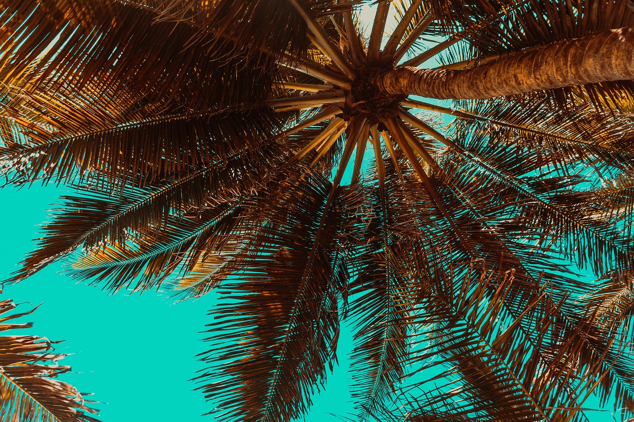 Palmeras sopladas con fuerza por el viento fuerte de una tormenta tropical